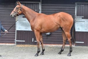 Lot 93 NP filly ex Silken Skies