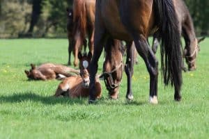 mares and foals low res