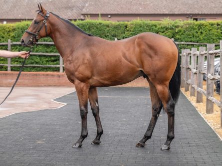 Nando Parrado yearlings at Tattersalls Somerville Sales-thumbnail