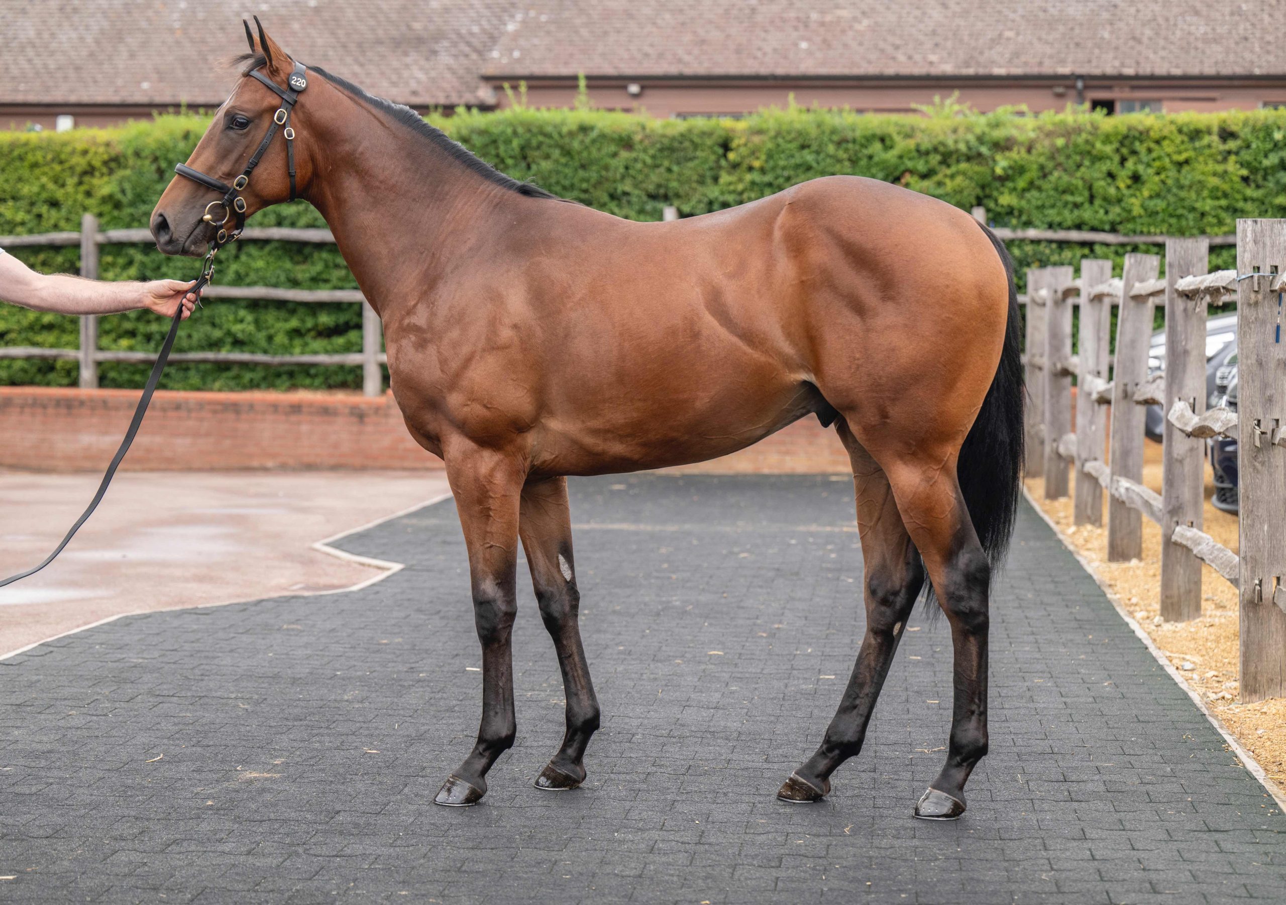 Nando Parrado yearlings at Tattersalls Somerville Sales