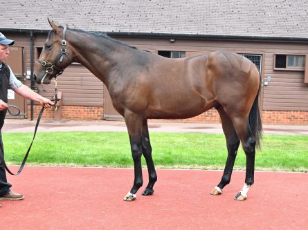 Lucky Vega yearlings at Tattersalls Somerville Sales-thumbnail