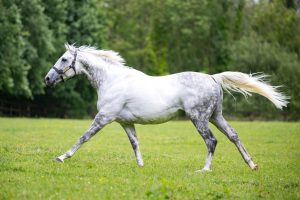 2024 INS Stallion Shoot, Irish National Stud