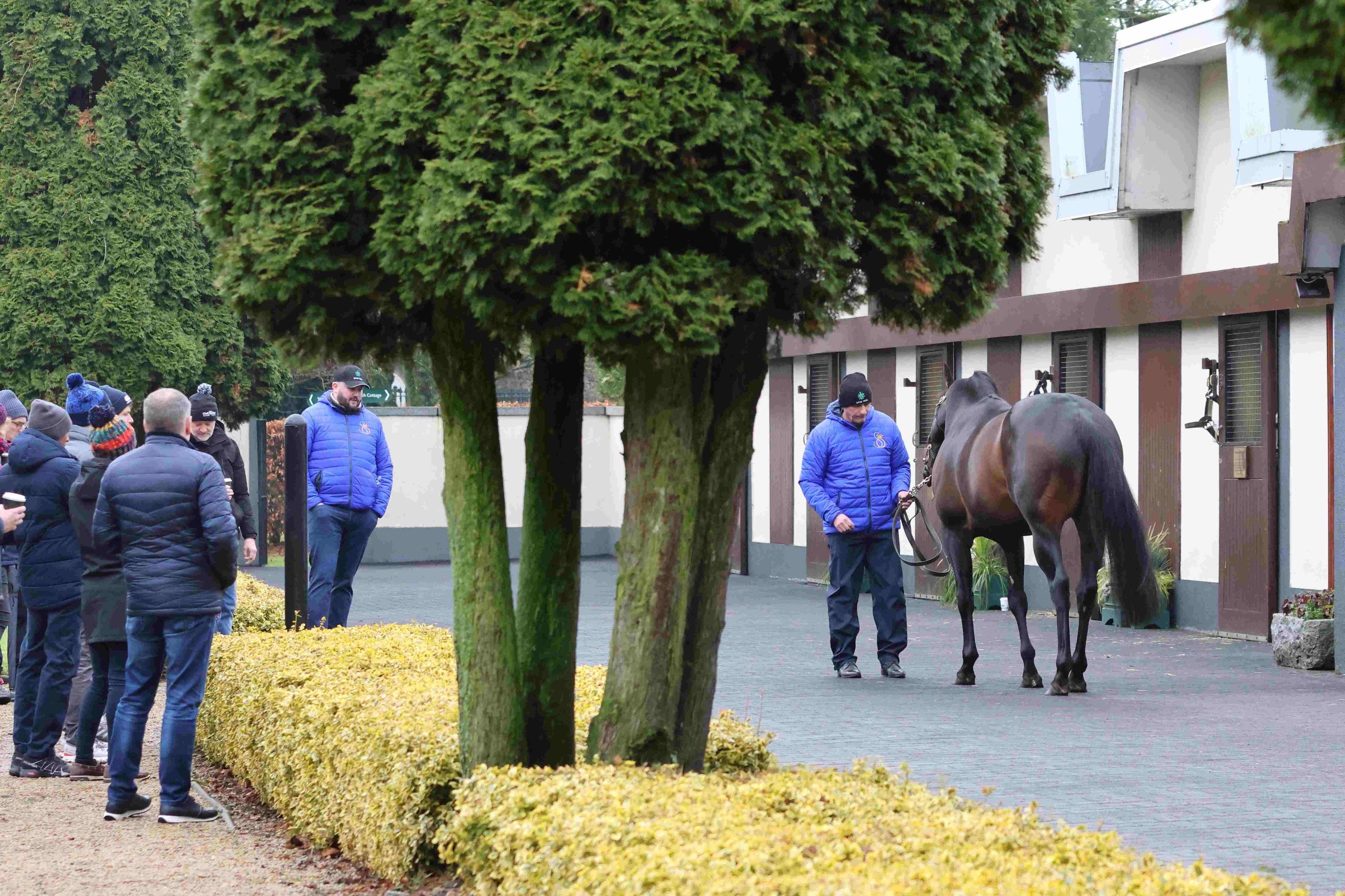 Irish National Stud Kicks Off 2025 with Stellar ITM Stallion Trail