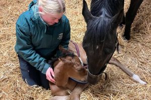 Claire 2 foal