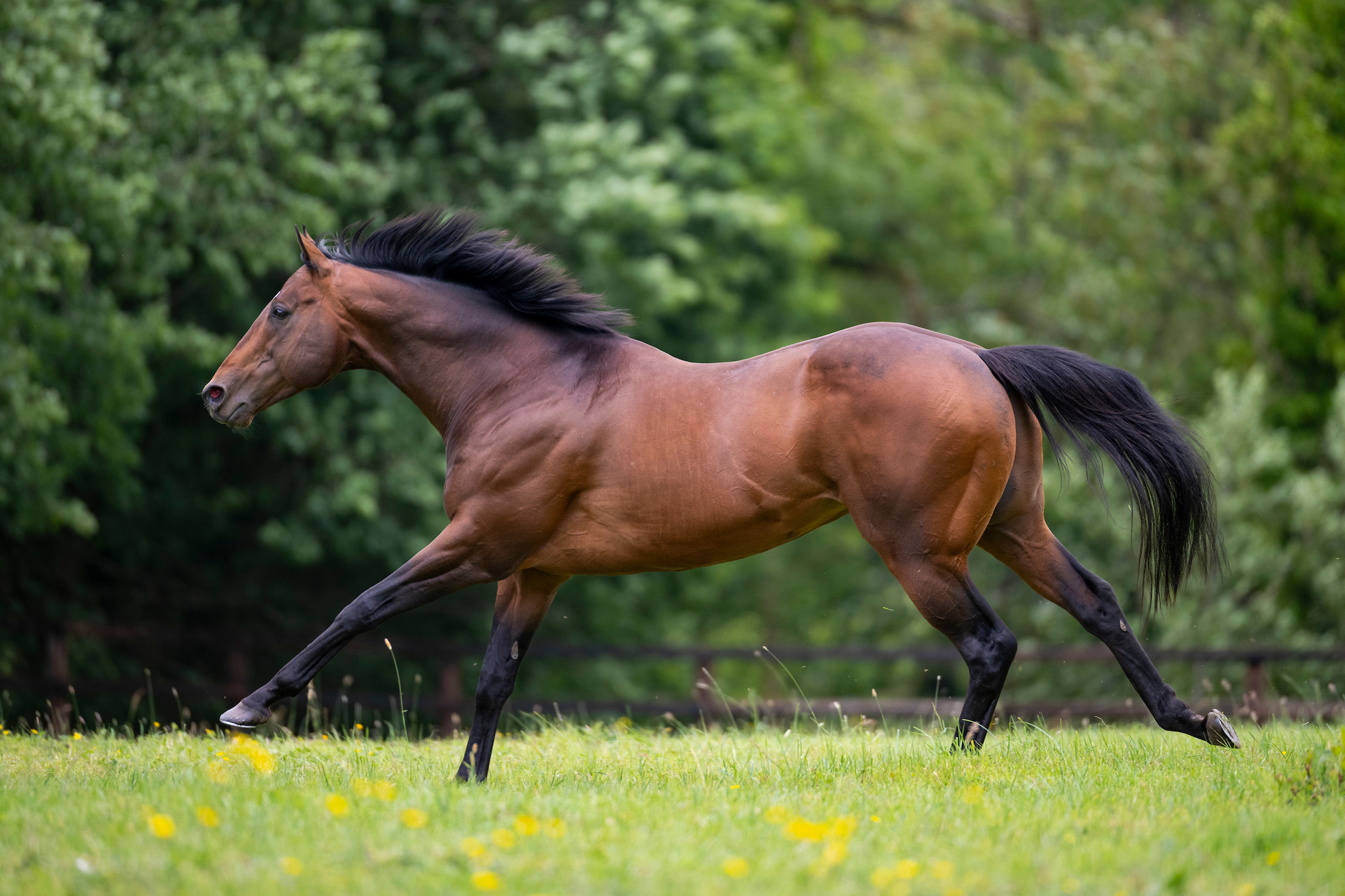 Lucky Vega Making Waves at Inglis Sales