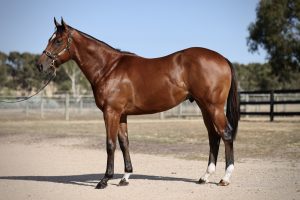 Lucky Vega colt ex Merva sold for $250,000