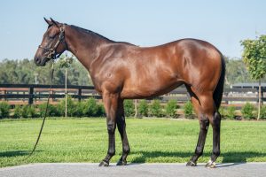 Lucky Vega filly ex Waitingfortheday sold for $150,000