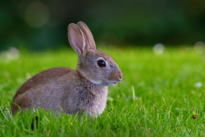 A small rabbit sits alert on the green grass in St. Fiachra's Garden