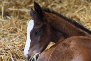 A newborn foal, light brown with a white blaze on its face, lying in straw in a stable, curled up snoozing.
