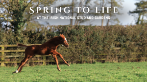 Image of Toffee, the first foal born at the Irish National Stud is a bright chestnut colour with a white blaze on her face, springing off the ground to gallop across a paddock in spring sunlight with a hedge and fence in the background. The words "Spring To Life at the Irish National Stud and Gardens" are displayed above her. Her stance mirrors that of a racehorse.