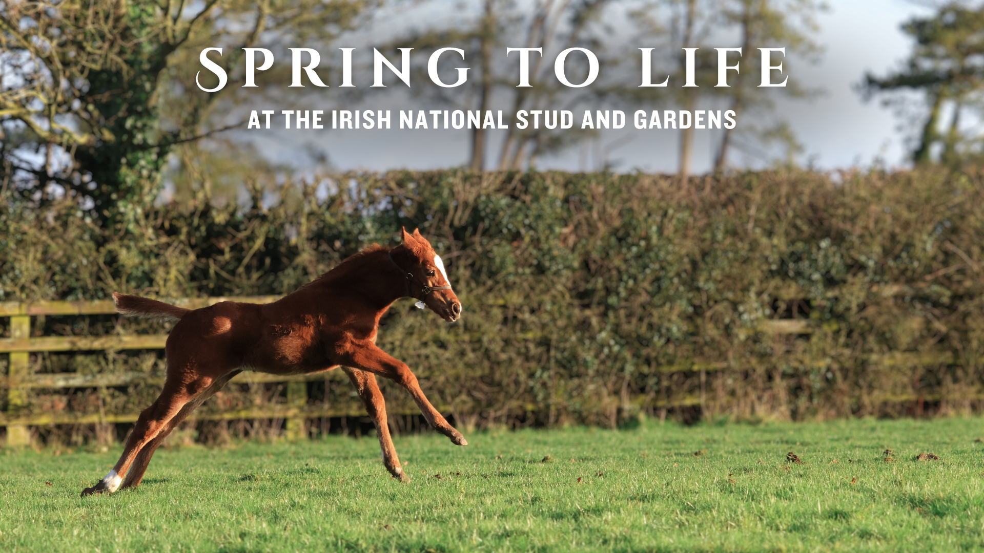 Image of Toffee, the first foal born at the Irish National Stud is a bright chestnut colour with a white blaze on her face, springing off the ground to gallop across a paddock in spring sunlight with a hedge and fence in the background. The words 